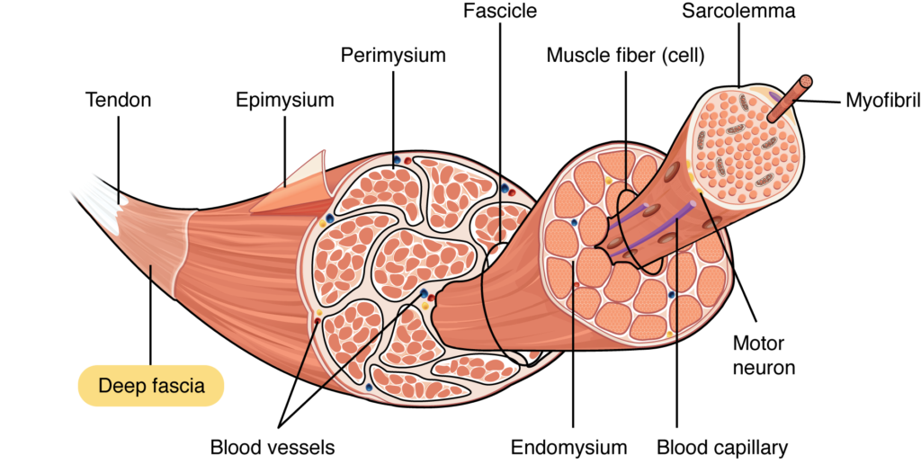 Skeletal muscle tissue diagram, fascia and connective tissue